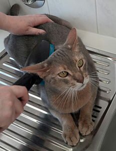 Bongani Abessinier (Kater) liebt sein Cofix