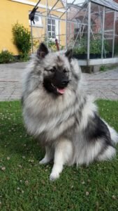 Jako