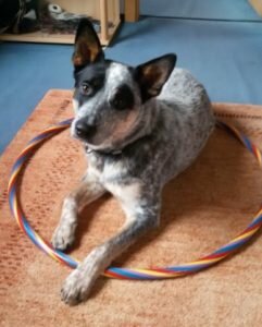 Marita Lanzerath mit Anton Australian Cattle Dog